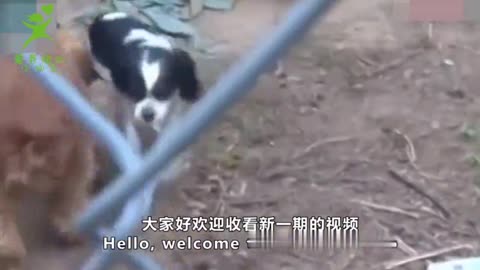 鸡不过六 犬不过八 你真的懂它吗 鸡不过六 犬不过八 你真的懂它吗