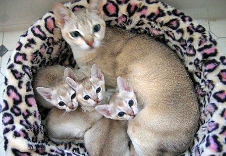 世界上最小的猫,长相呆萌可爱,小到能捧在手心!