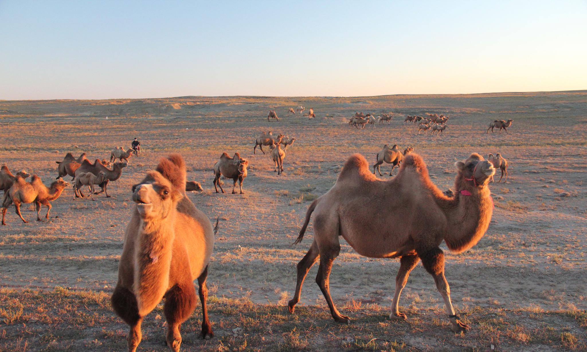 自驾游新疆偶遇沙漠骆驼,夕阳下的沙漠之舟,荒原戈壁滩上的骆驼_高清