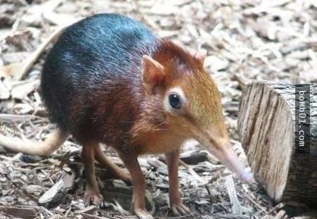 9种超像外星生物的动物,看前要有心理准备,不要让你下巴掉下来|鼹鼠