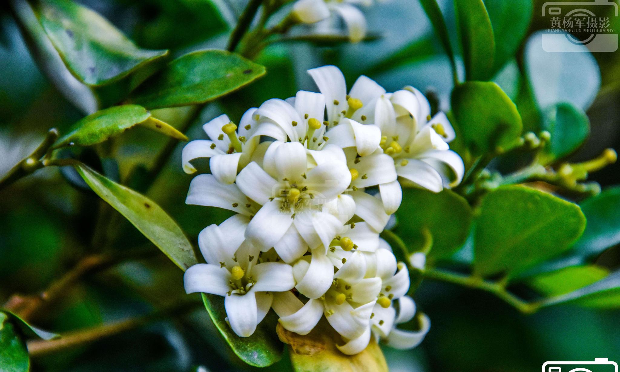 遇见九里香花盛开的香美