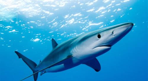 主要分布于全世界的温带和热带水域,是一种体型巨大的鲨鱼,体长在3