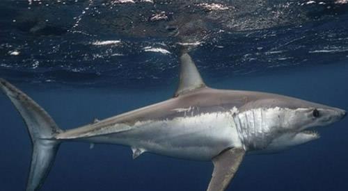 最凶猛的鲨鱼排名,大白鲨仅排老二