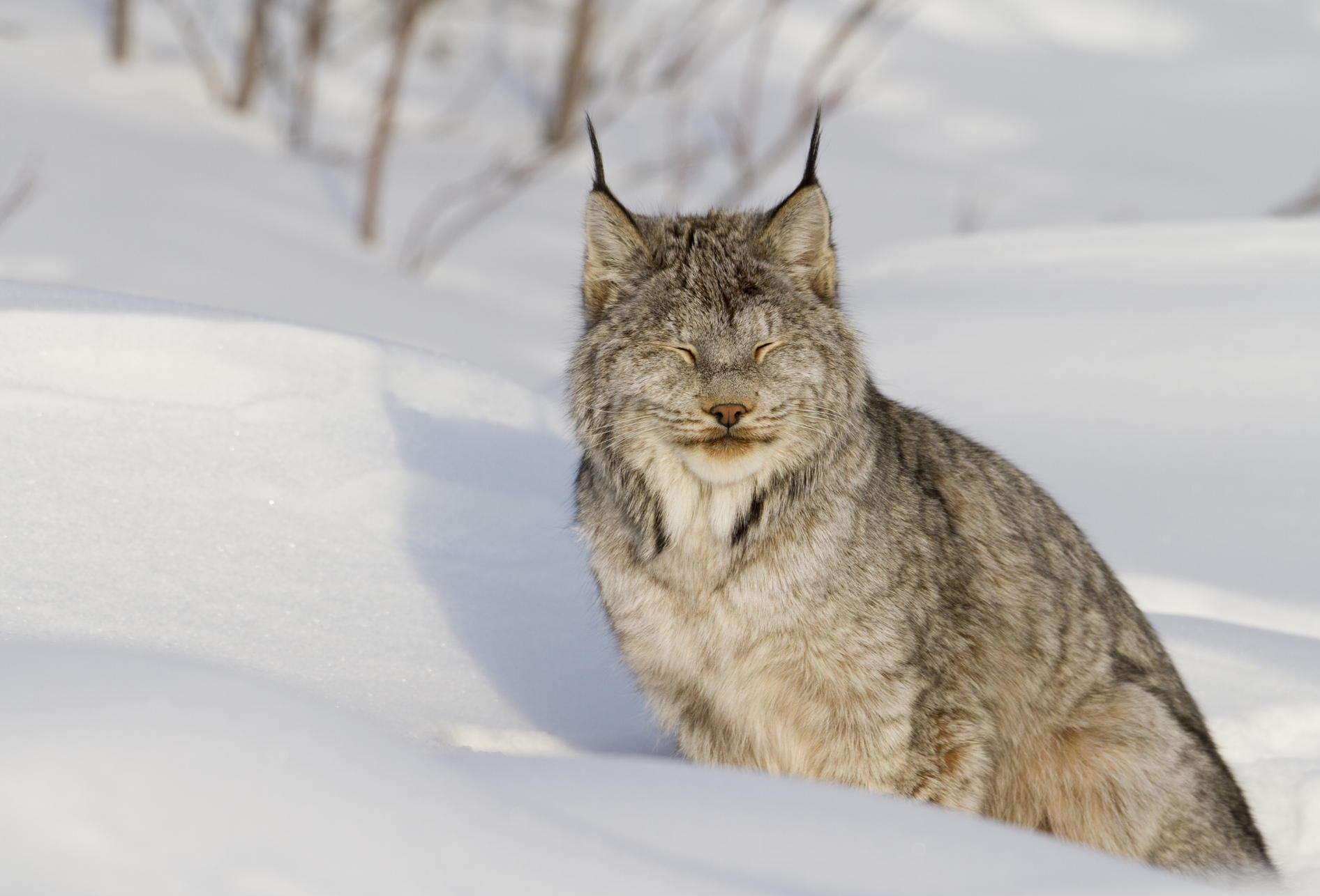 你知道猞猁吗?特别狡猾喜欢装死躲避袭击,兔子猎杀者