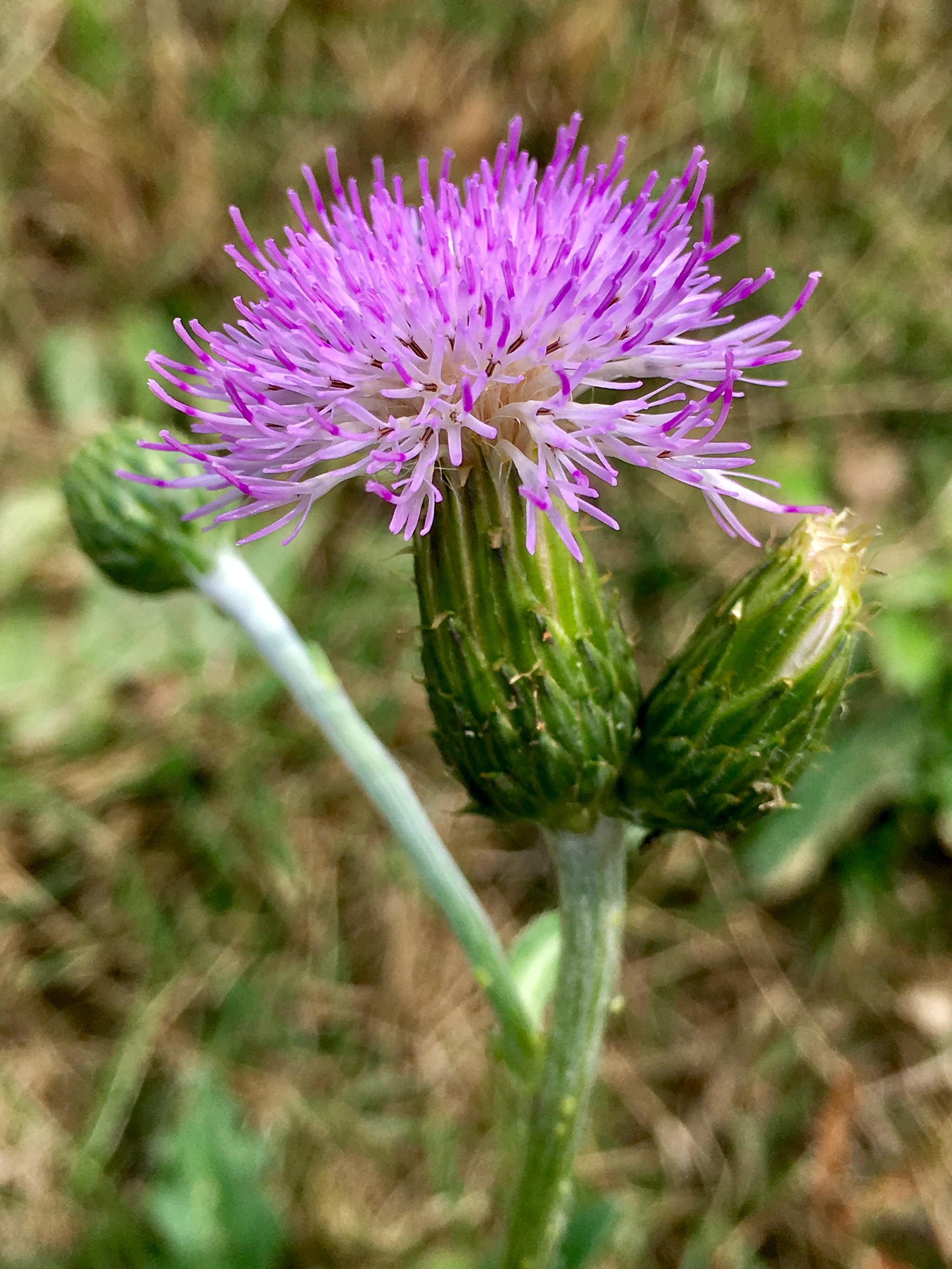 泥胡菜又名绒球花苦荬菜