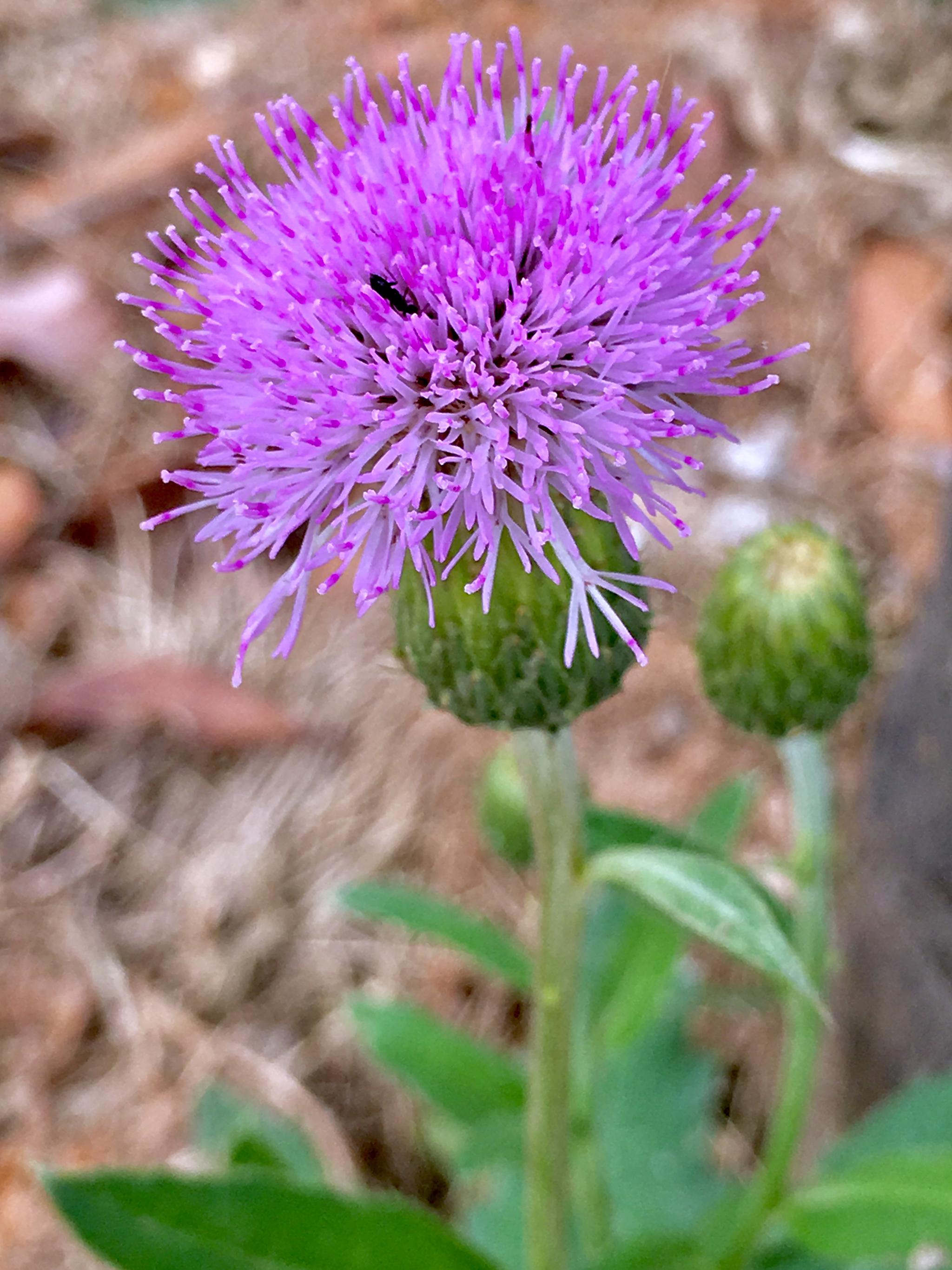 绒球花(绒球花花语和寓意)