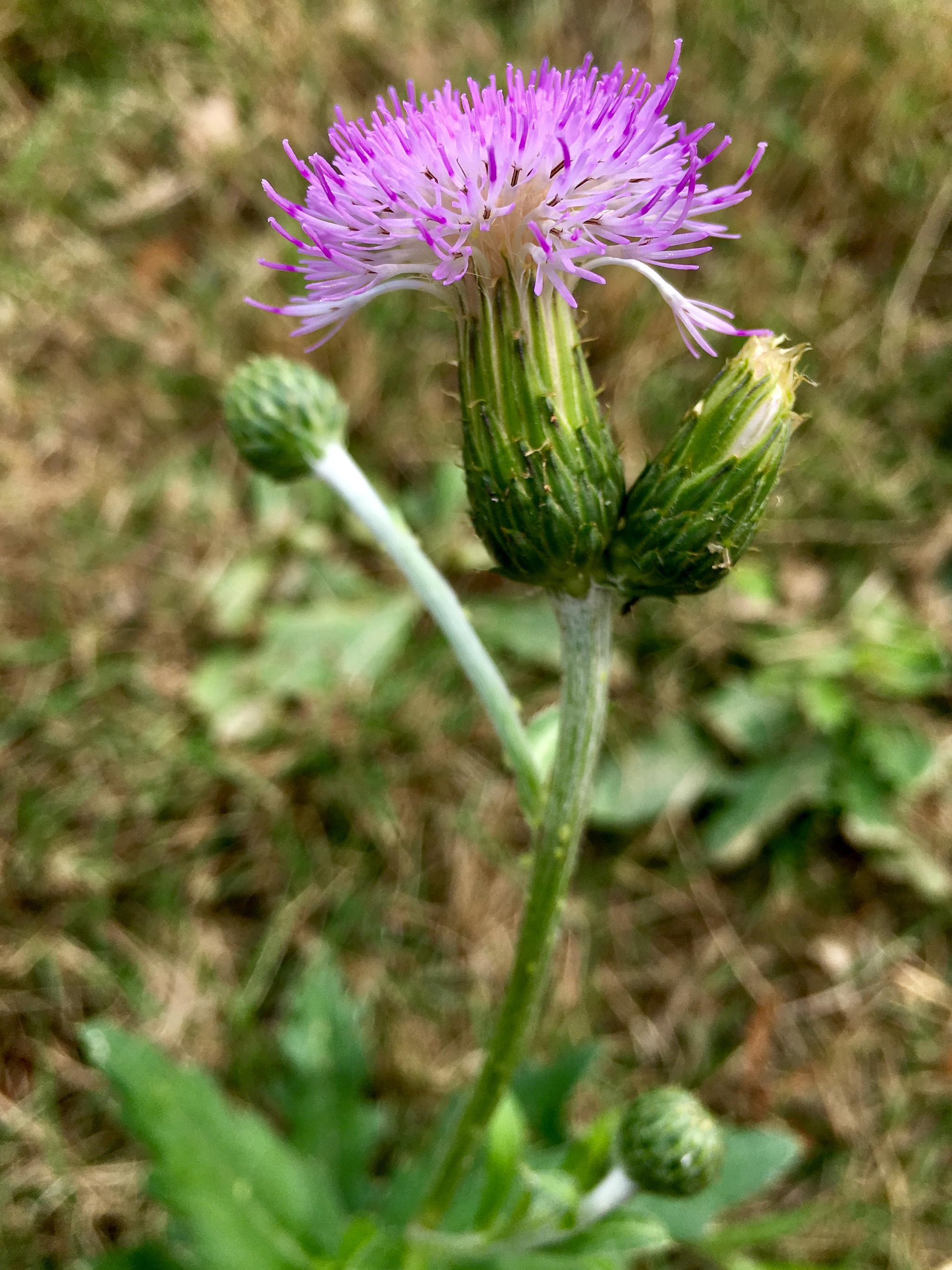 泥胡菜(又名:绒球,花苦荬菜)|苦荬菜|绒球_新浪新闻