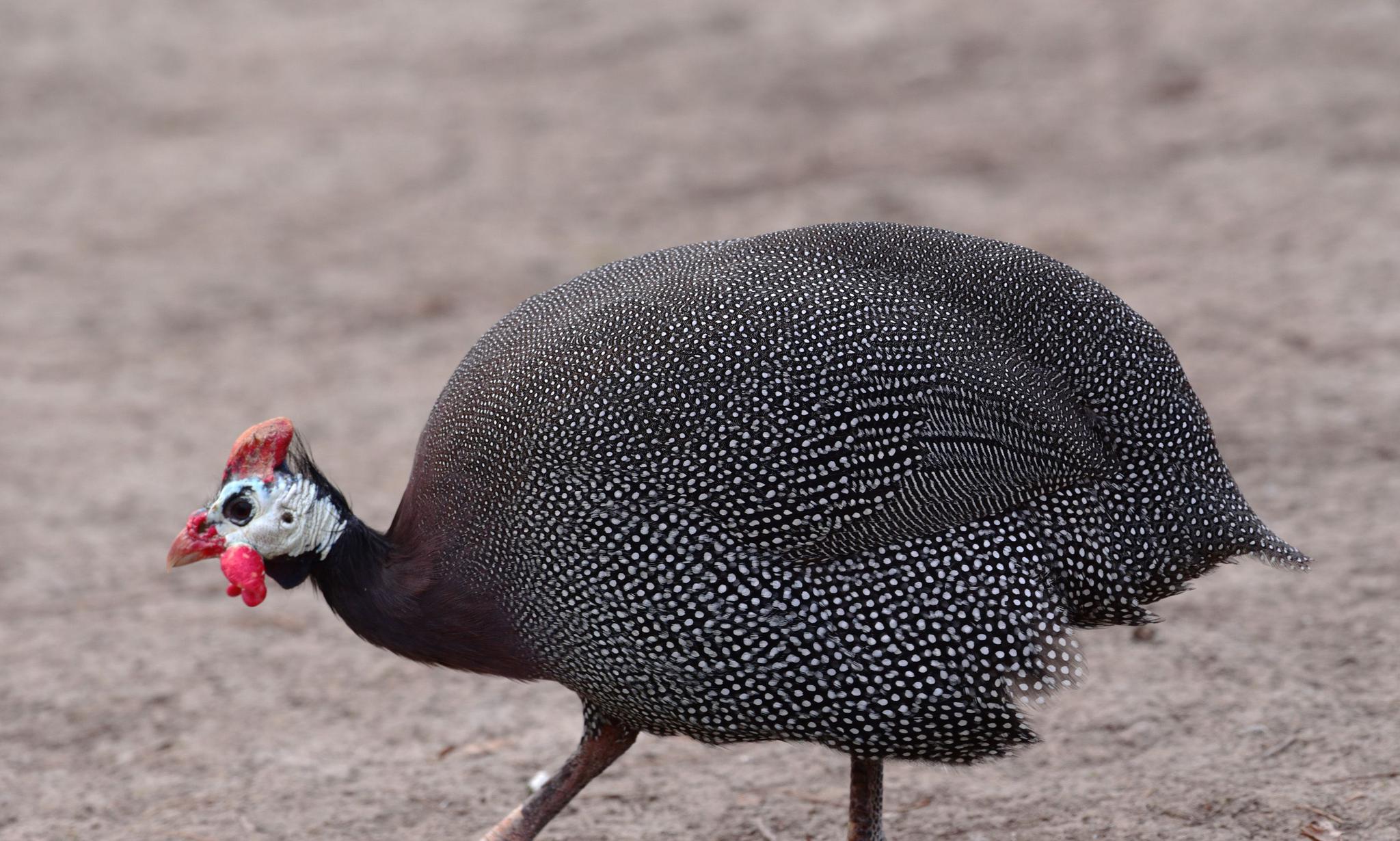 呼兰河口湿地珍珠鸡
