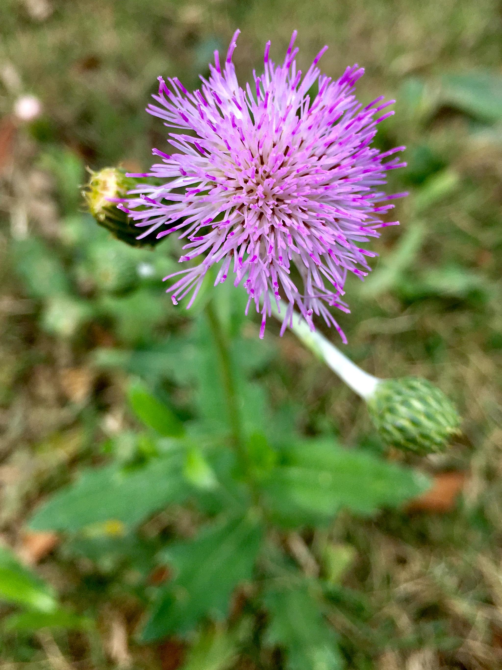 泥胡菜又名绒球花苦荬菜