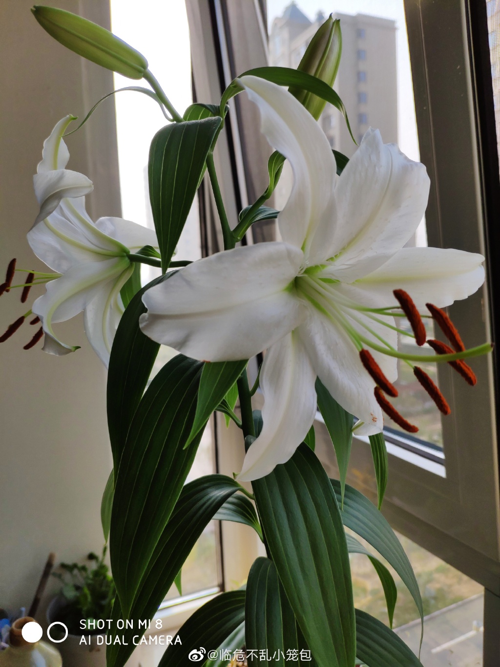 纯洁的白色百合花花开并蒂