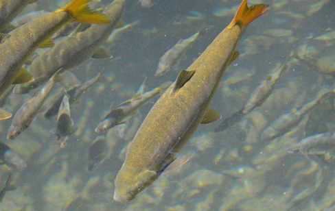 10年长1斤肉,藏高山峡谷,仍逃不过"吃货"嘴|高原|裂腹鱼|高山峡谷