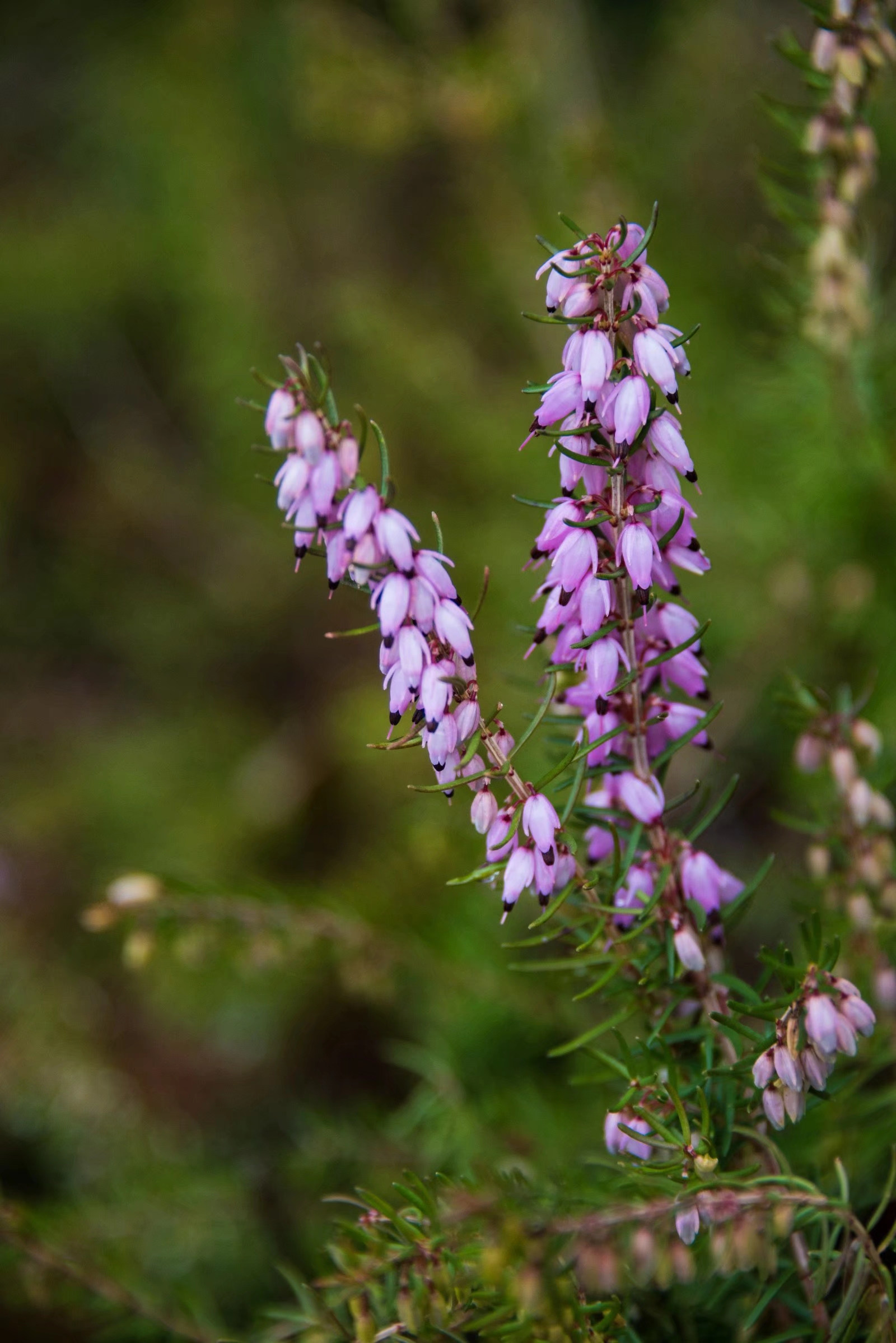 挪威国花—帚石楠(22图)