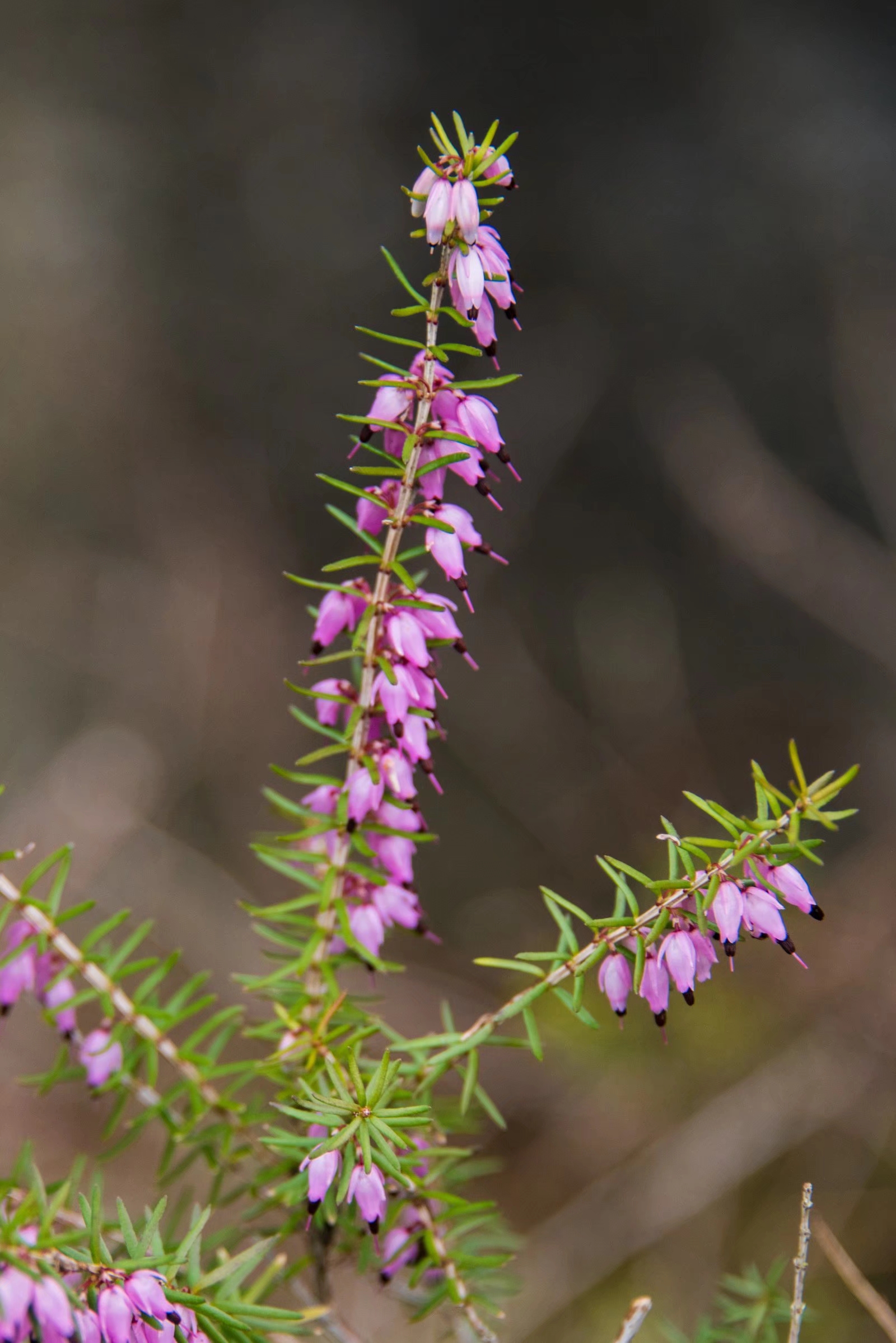 挪威国花—帚石楠(22图)