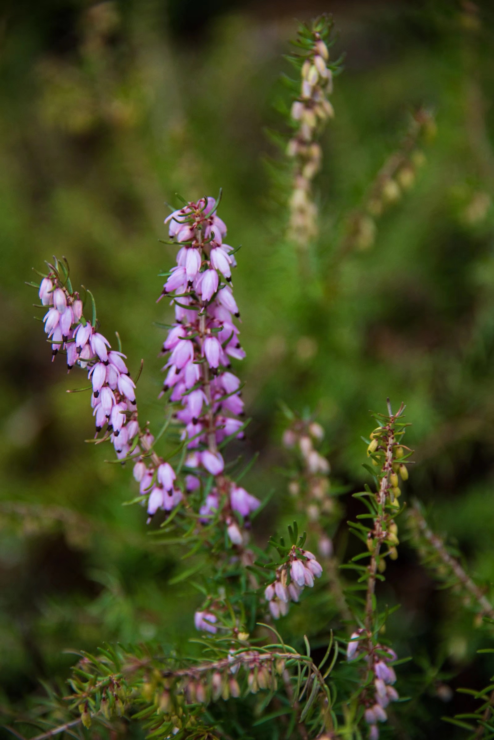 挪威国花—帚石楠(22图)
