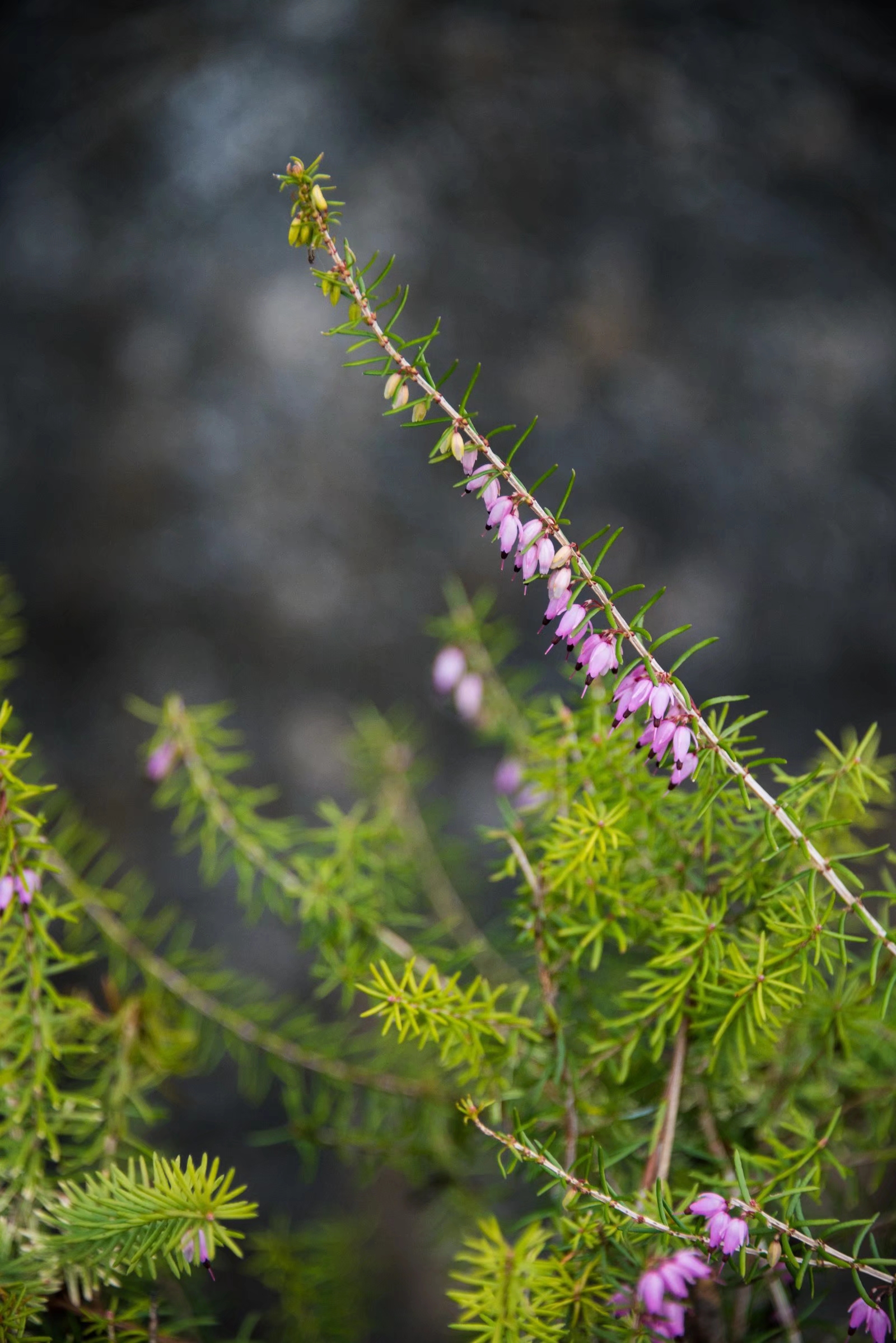 挪威国花—帚石楠(22图)