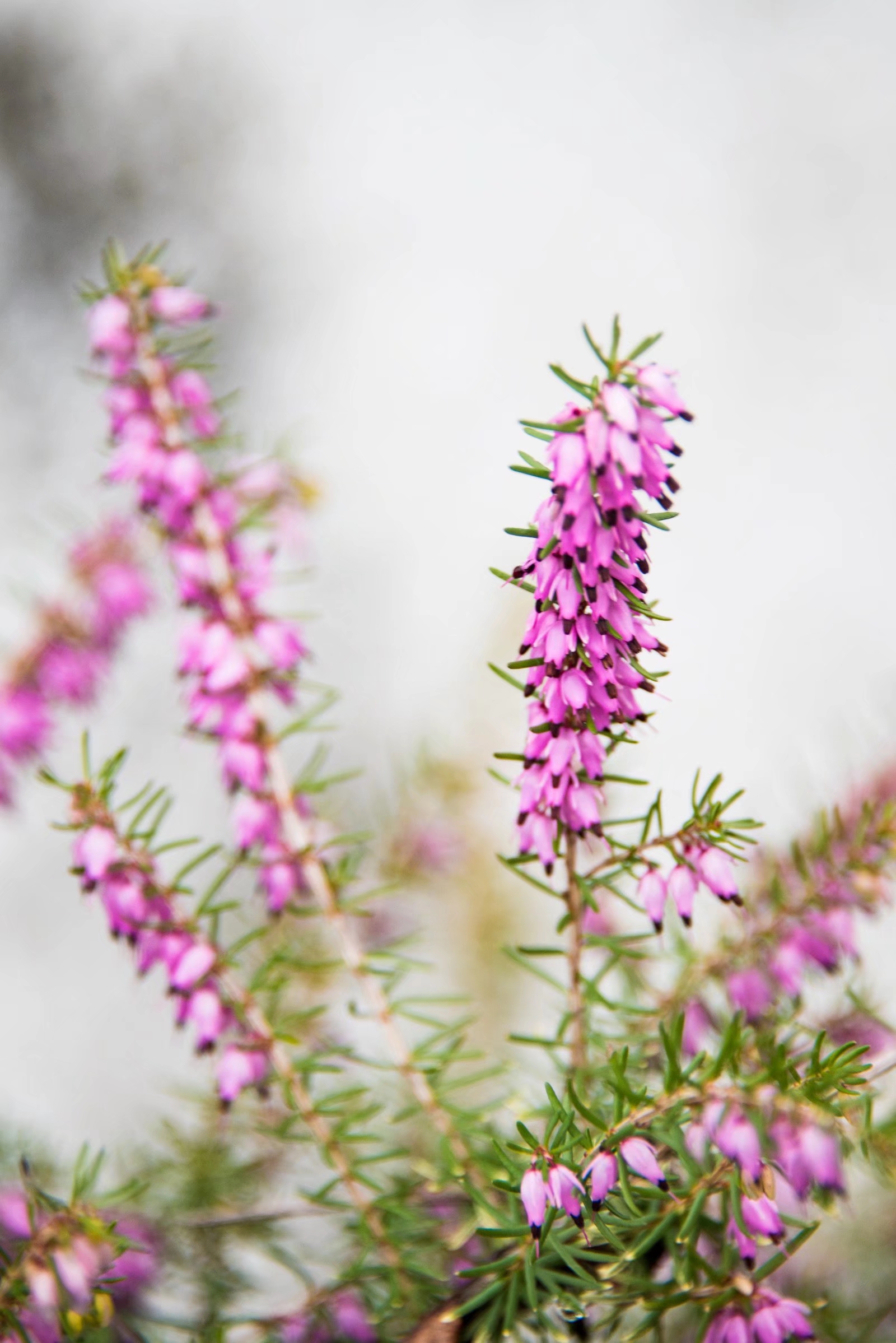 挪威国花—帚石楠(22图)