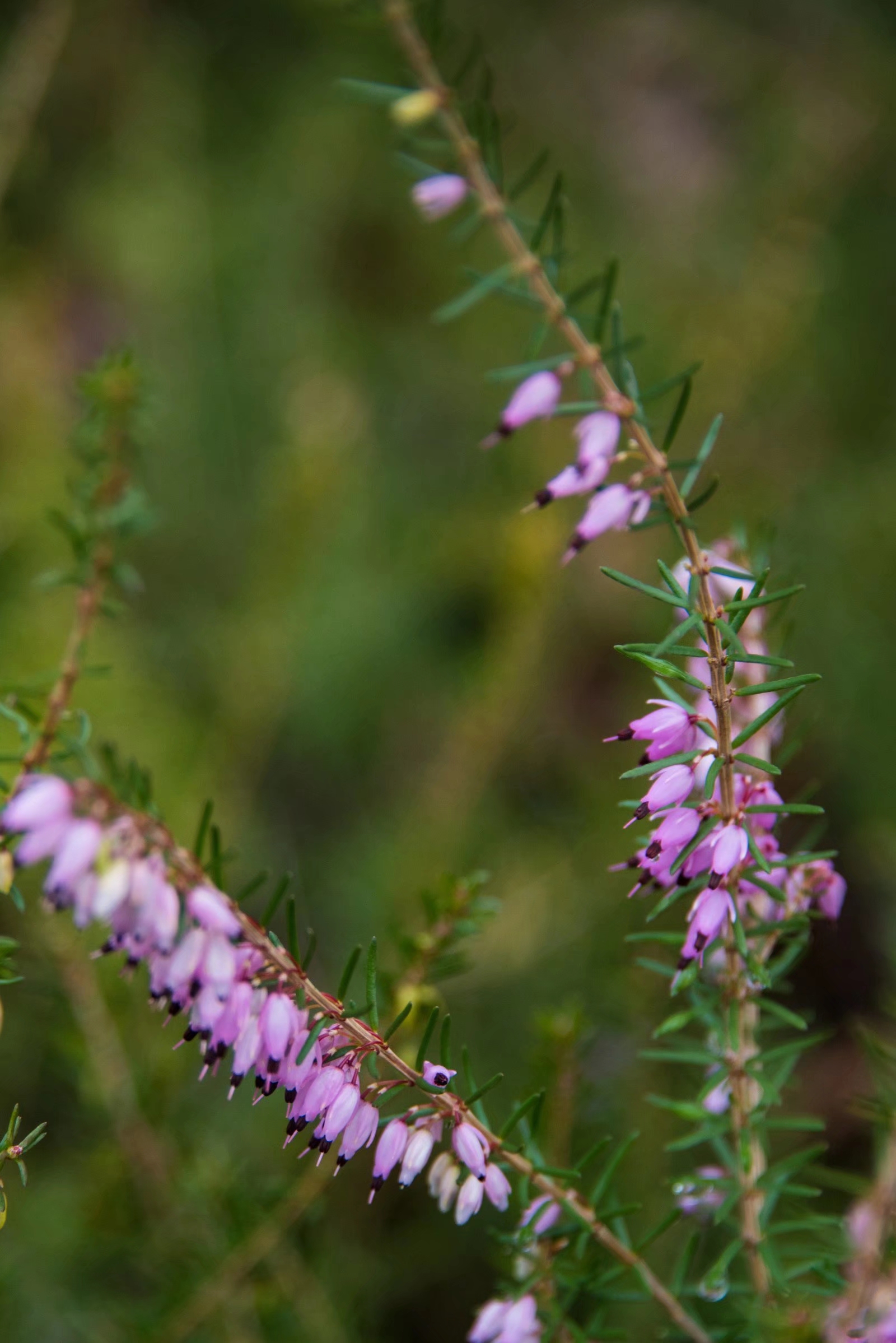 挪威国花—帚石楠(22图)