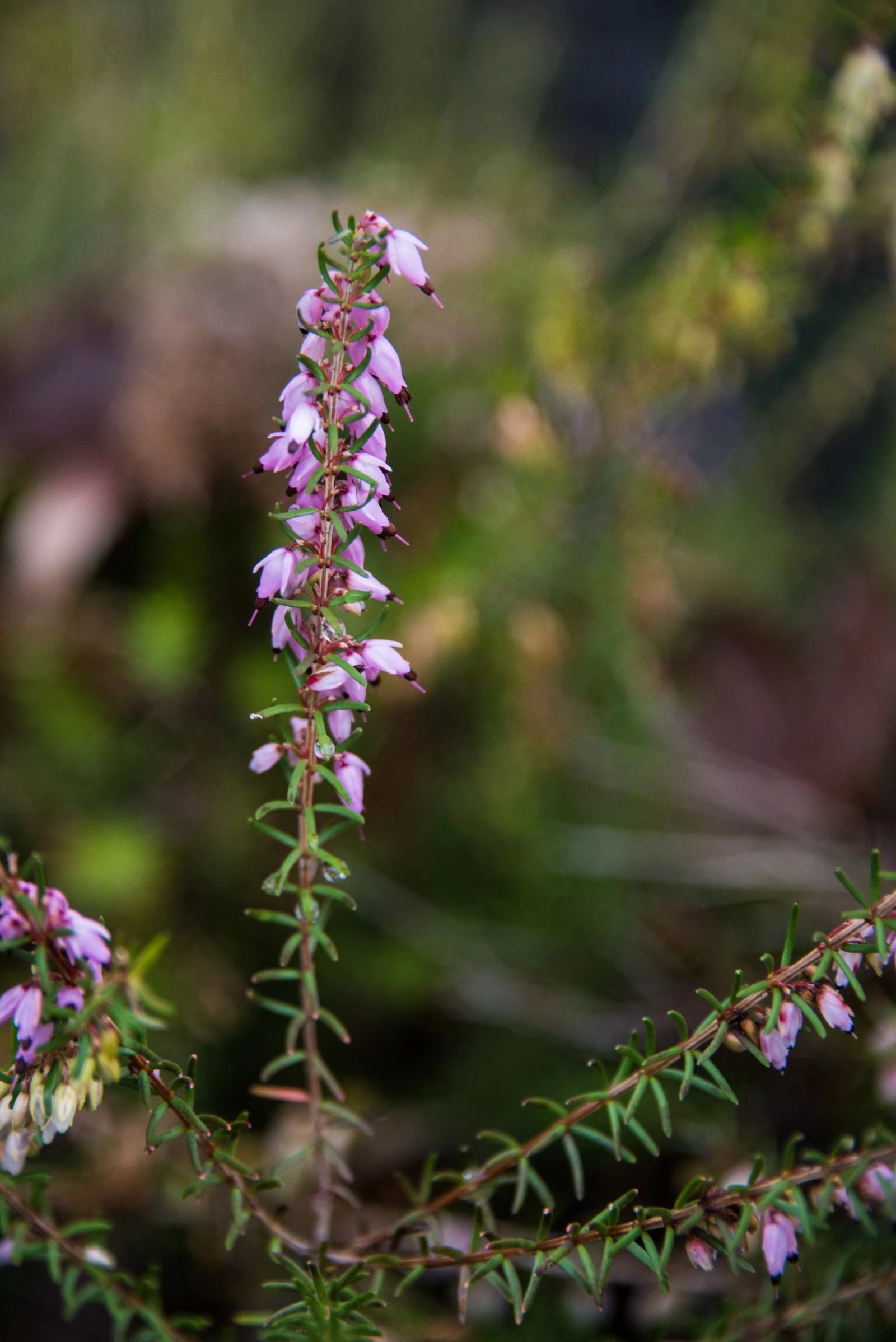 挪威国花—帚石楠(22图)