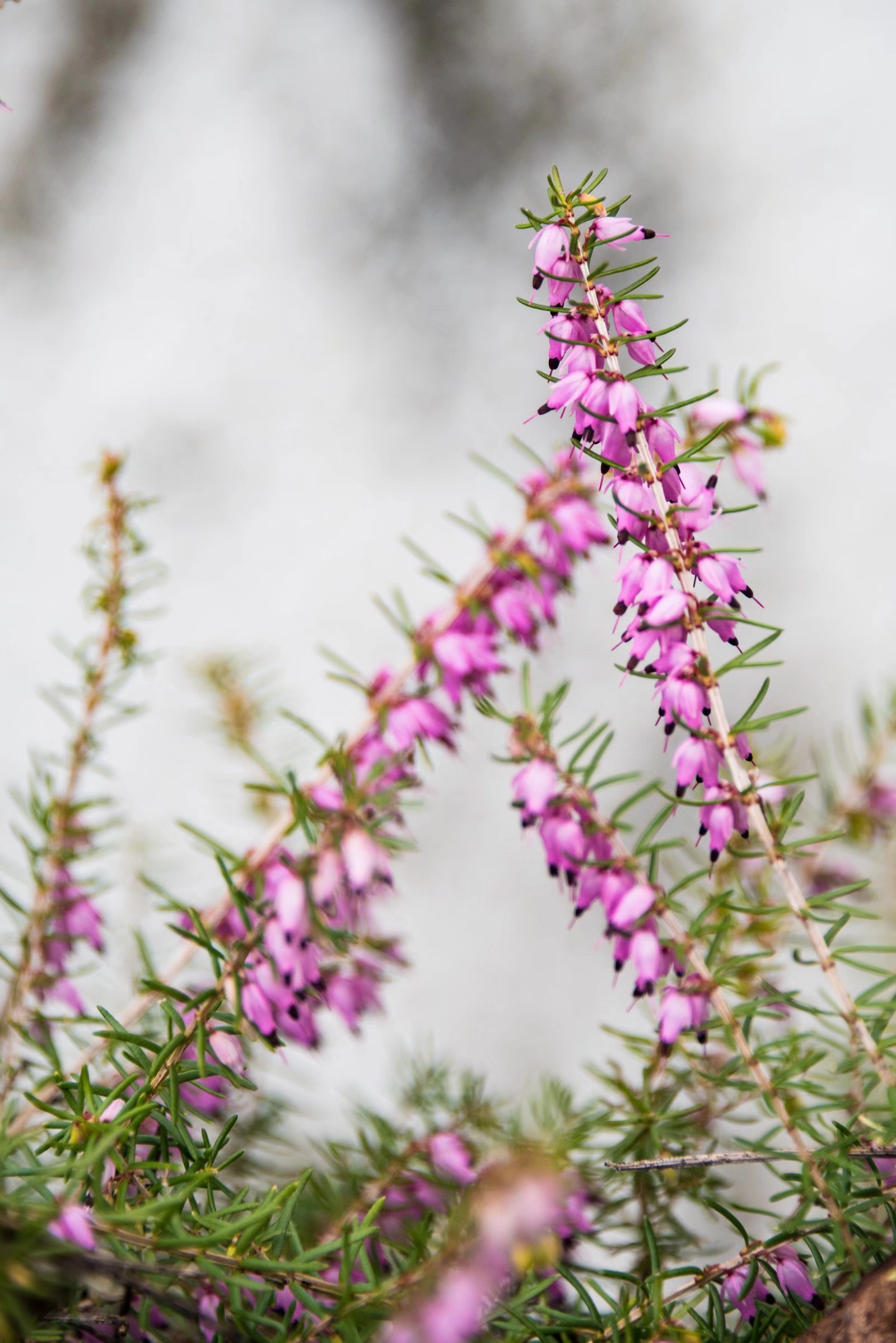 挪威国花—帚石楠(22图)
