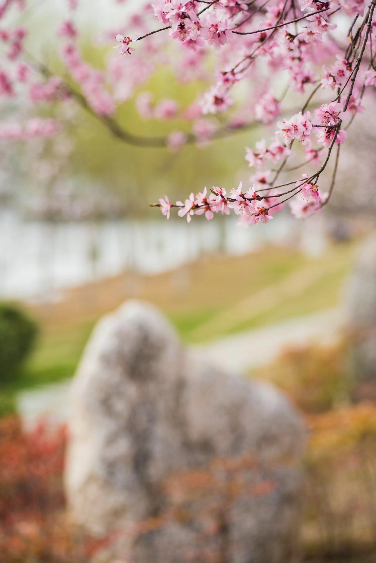 山桃花全身都是宝 你知道它的功效吗 22图