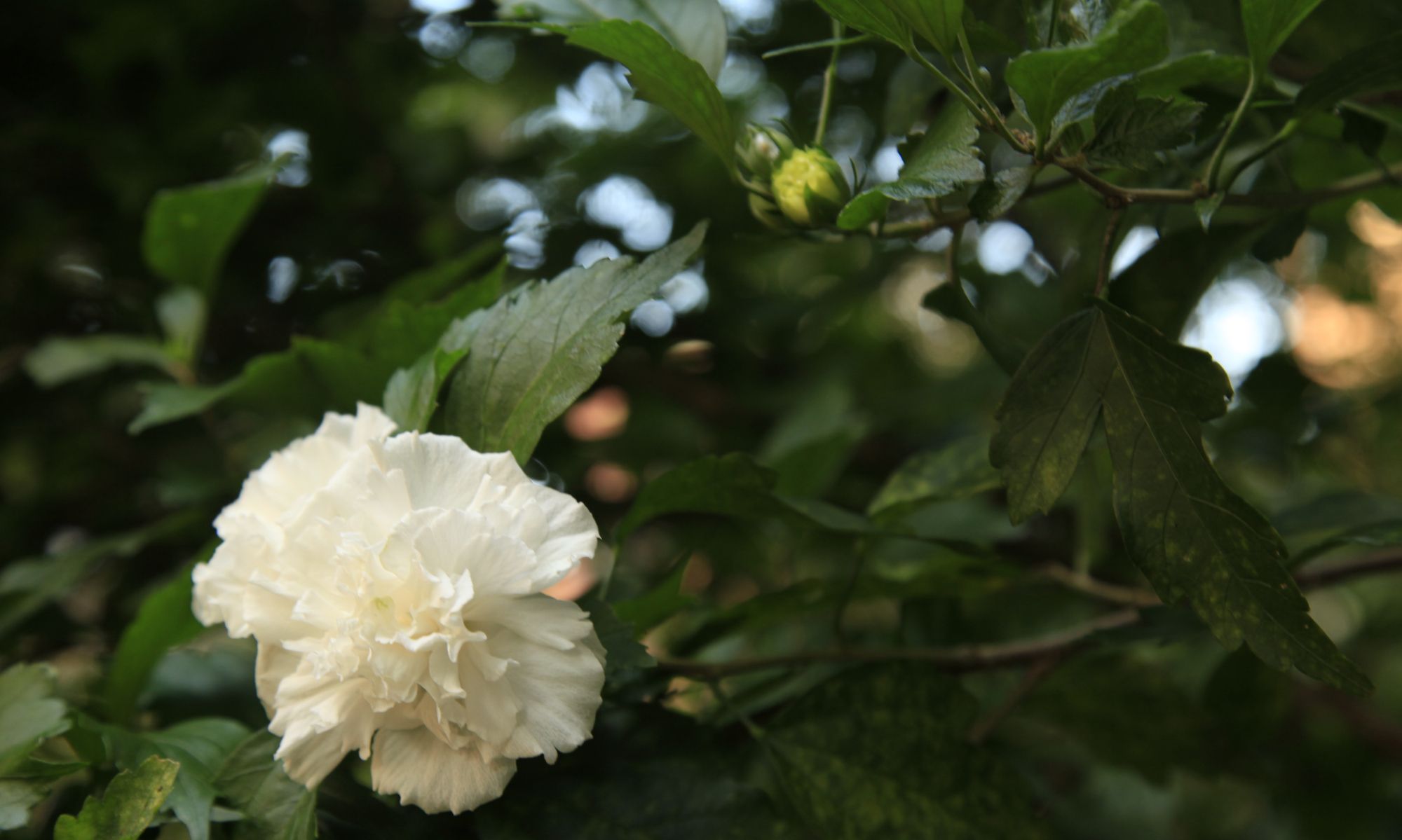 重瓣白色木槿花,朝开暮落的“无穷花”