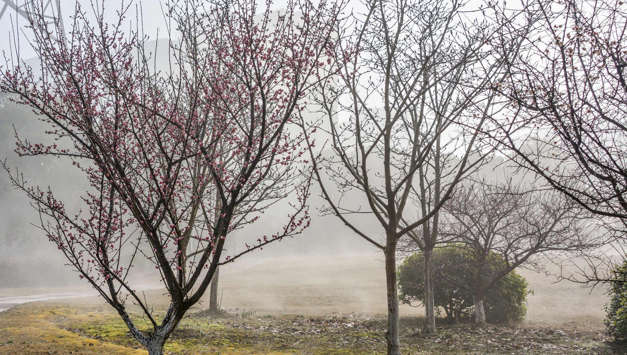 雾里看梅 2月24日摄于无锡锡山区锡北镇。