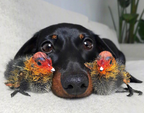 哪里来的腊肠狗竟然有这么多超萌表情包