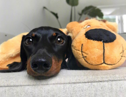 哪里来的腊肠狗竟然有这么多超萌表情包