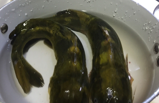 特别是处于长江上游的四川省,云斑鮰长相与黄骨鱼相似,经常被人们直接