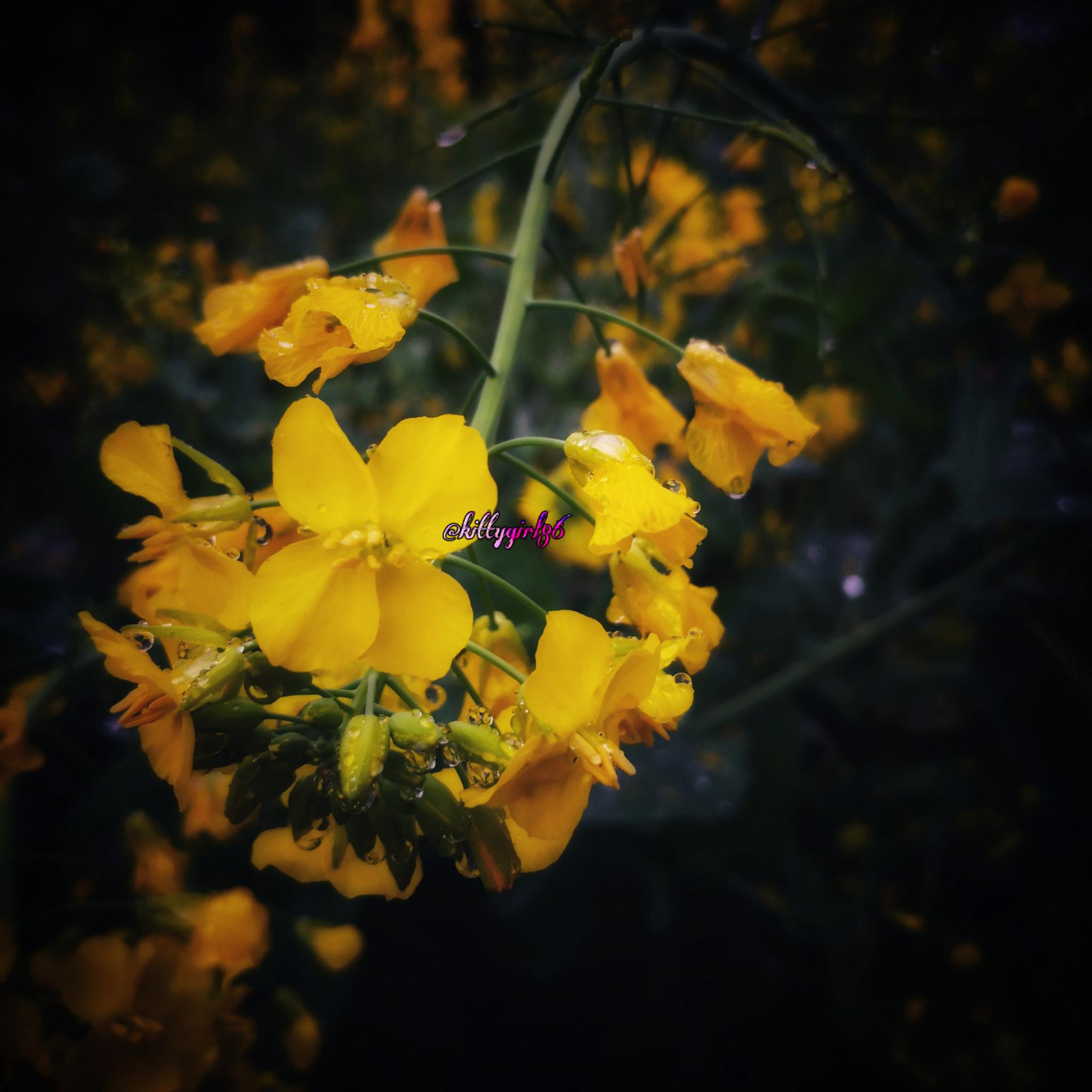 雨中盛开的油菜花儿(原创摄影作品)