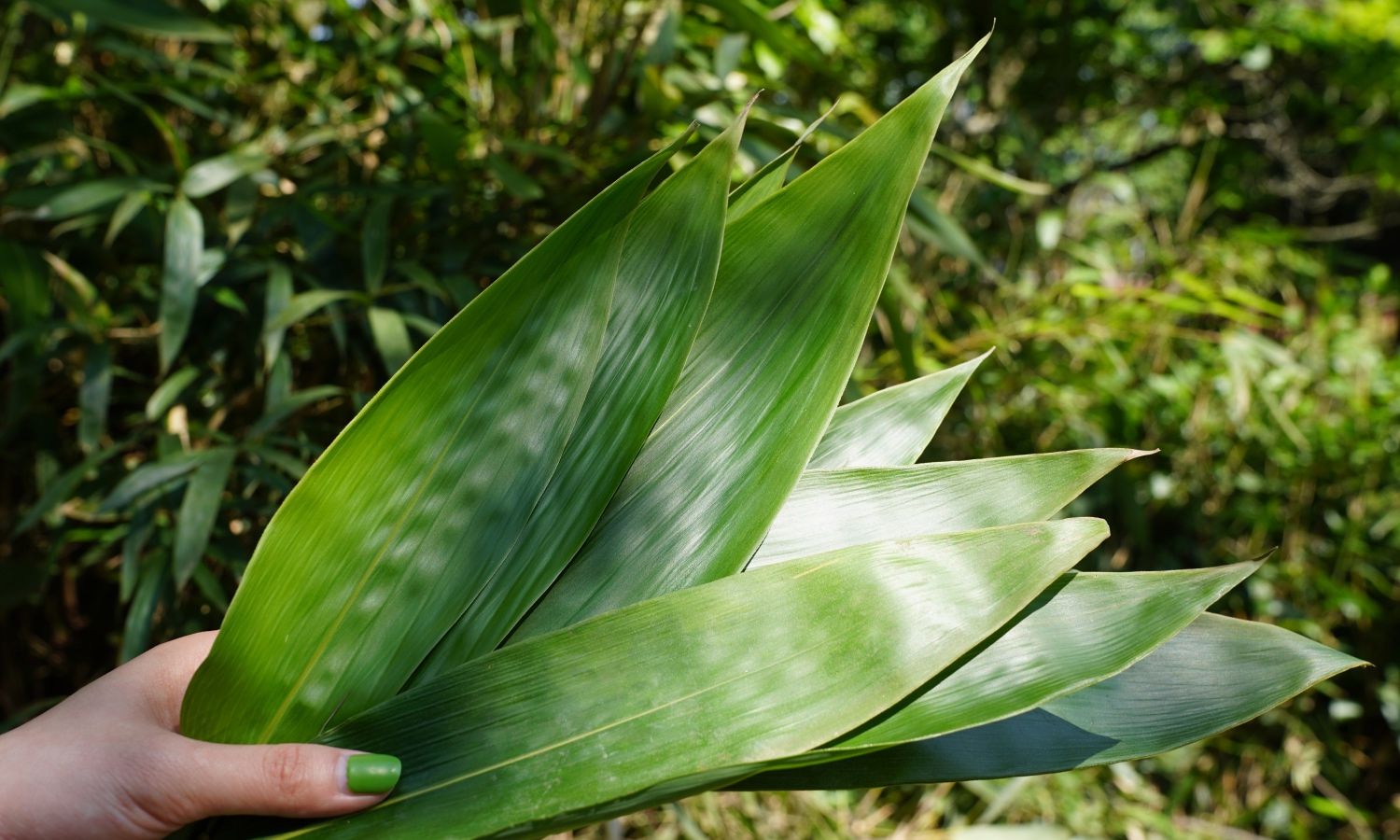 这家老字号的徽粽,不到端午就霸占了我的早饭!_高清图集_新浪网