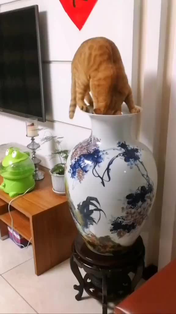 家里买了个大花瓶猫猫总是想钻进去只好把口堵住了 手机新浪网