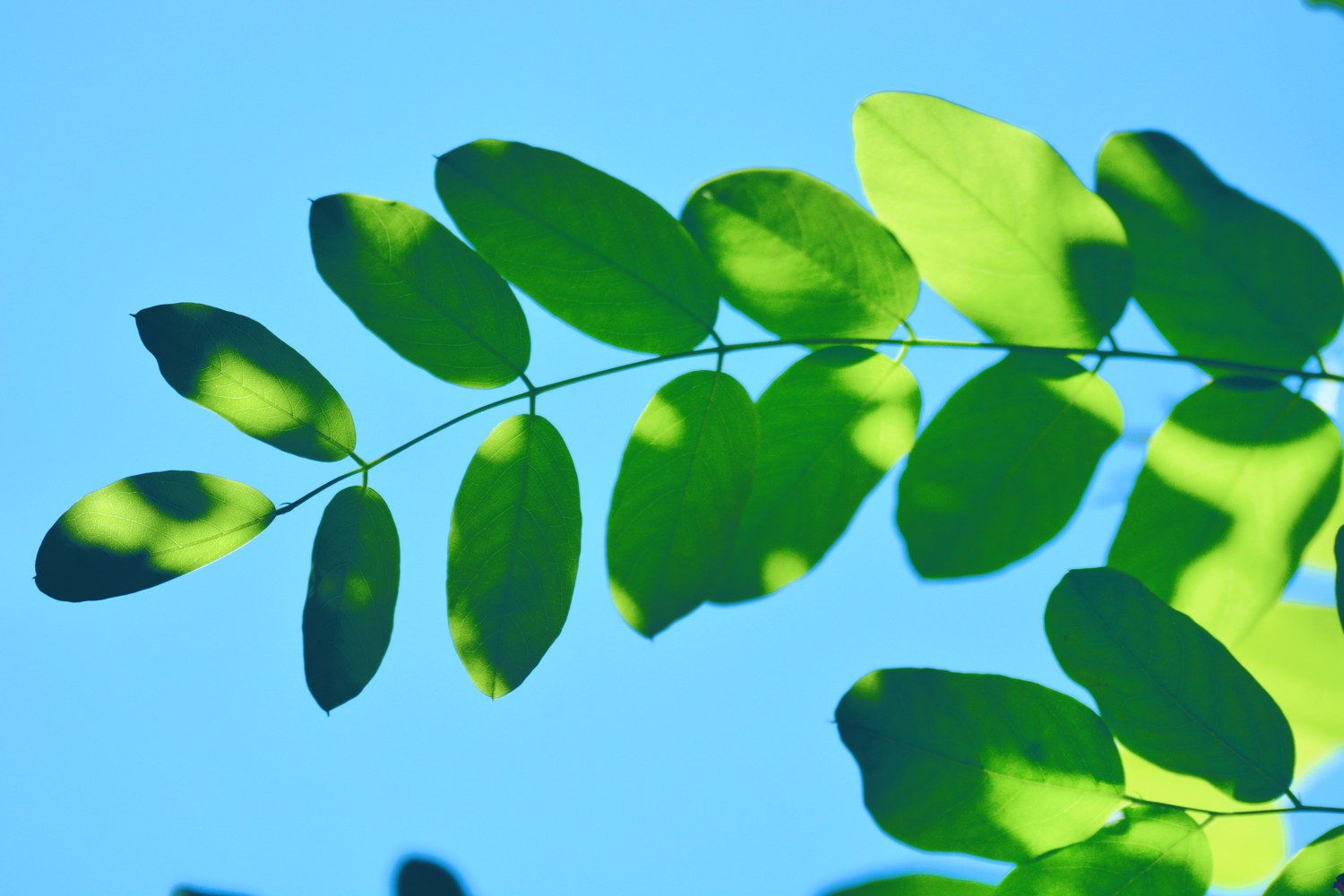 粉花刺槐的叶子原创摄影
