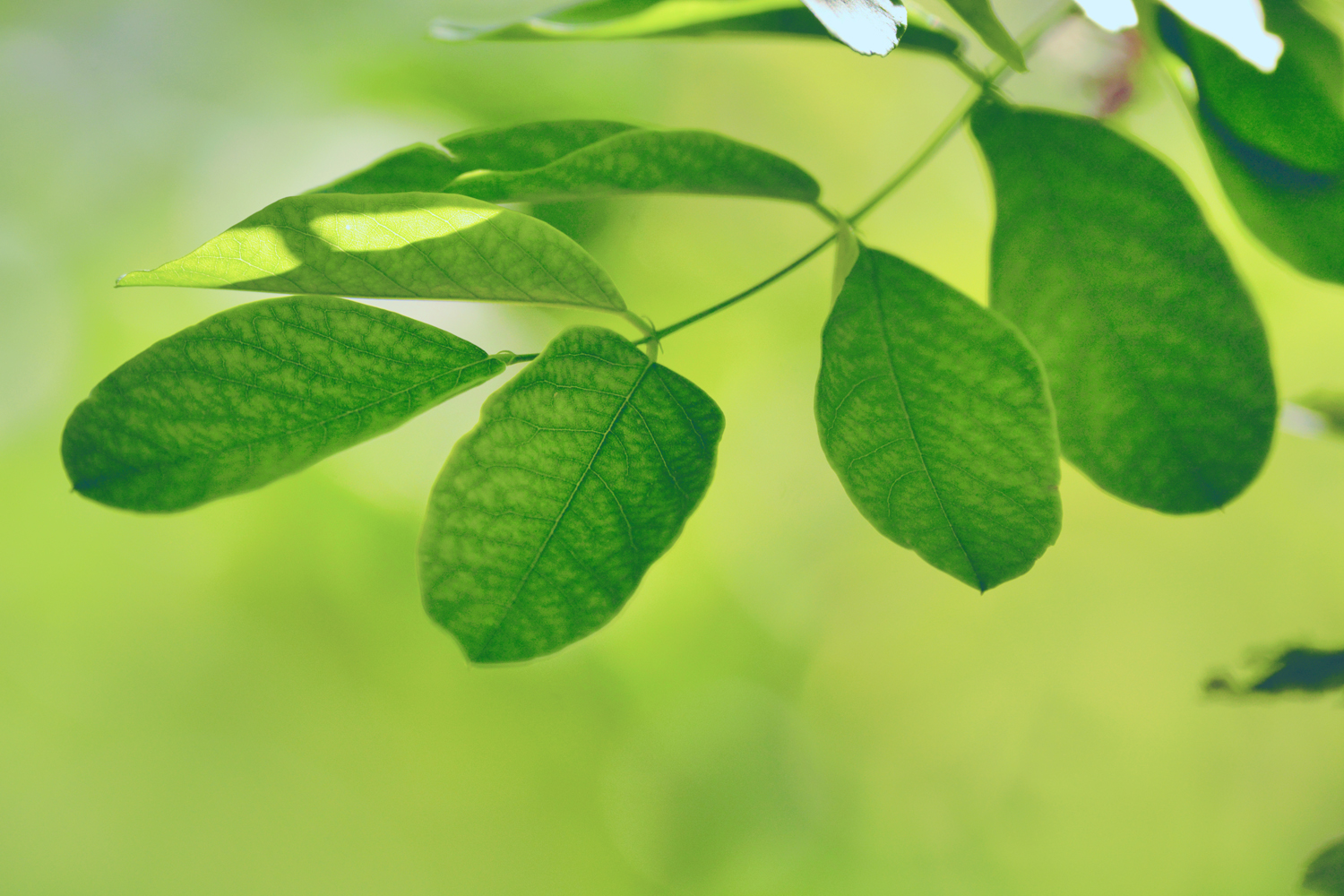 粉花刺槐的叶子,原创摄影