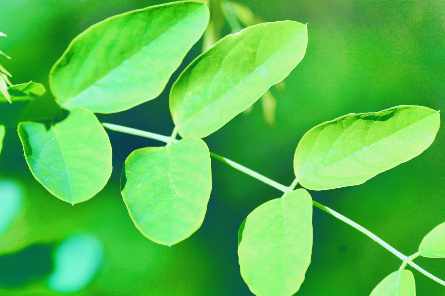 粉花刺槐的叶子,原创摄影