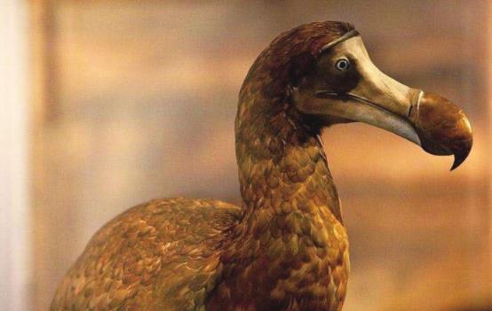 在1686年,世界上最后一只渡渡鸟消失,1883年,最后一只南非斑马也宣告