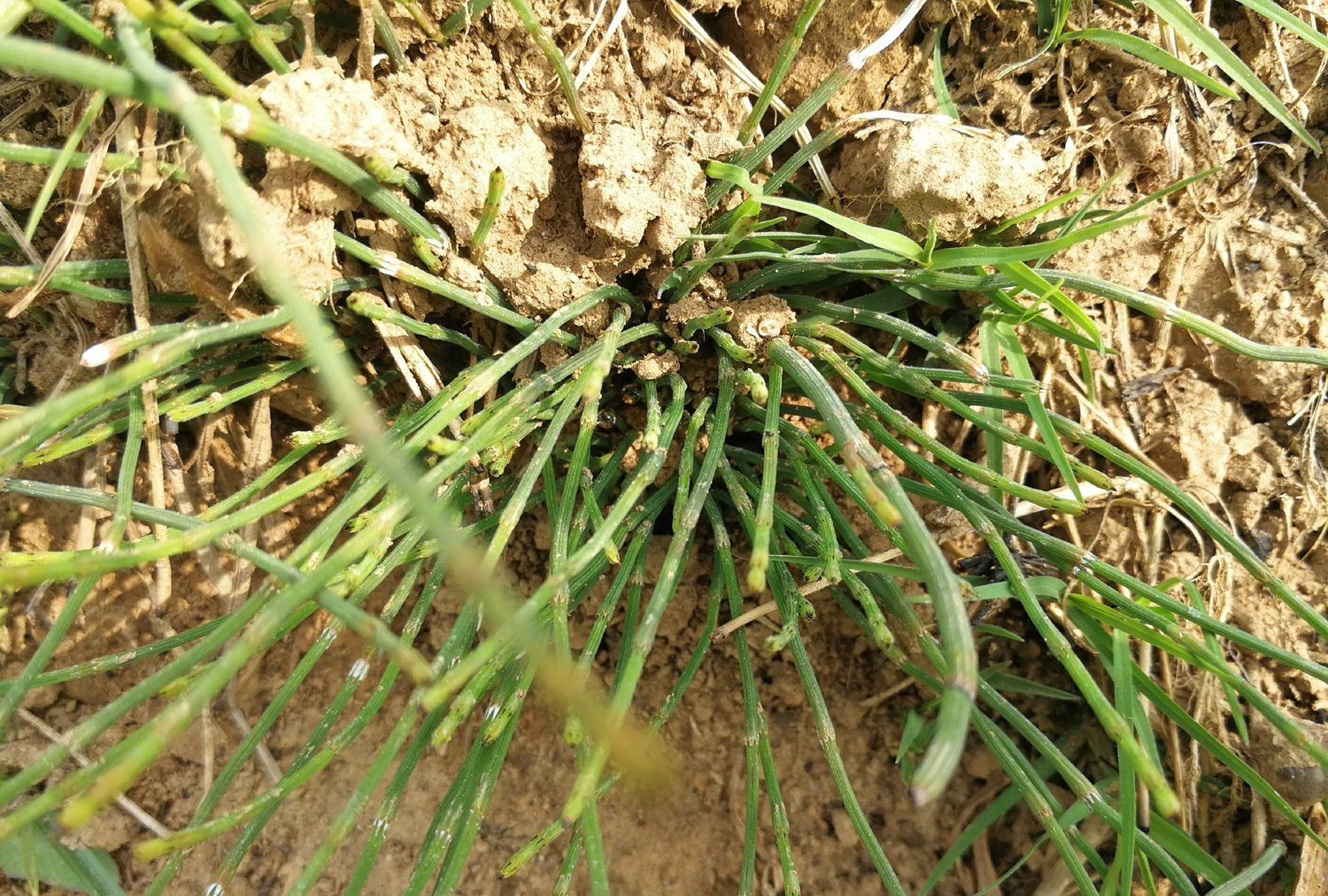 一根根小型的竹子,老农称它为节节草,学名木贼草,又名草麻黄,锁眉草