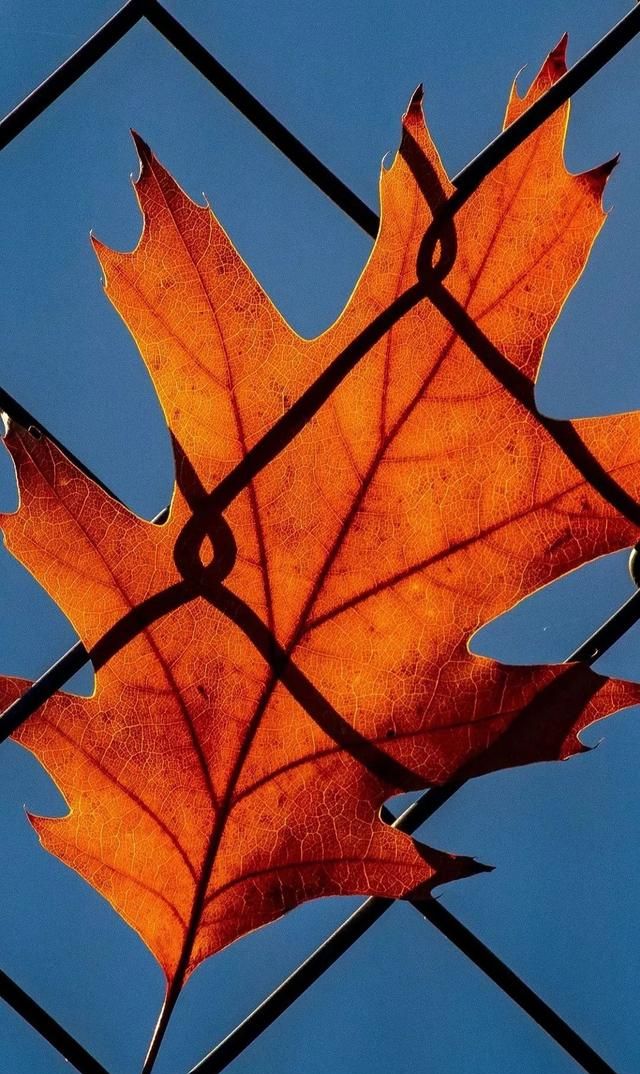 一组超级好看的手机壁纸高清锁屏手机封面