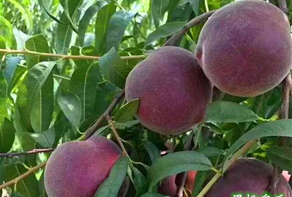 黑色的桃子,不一样的样色,不一样的品质