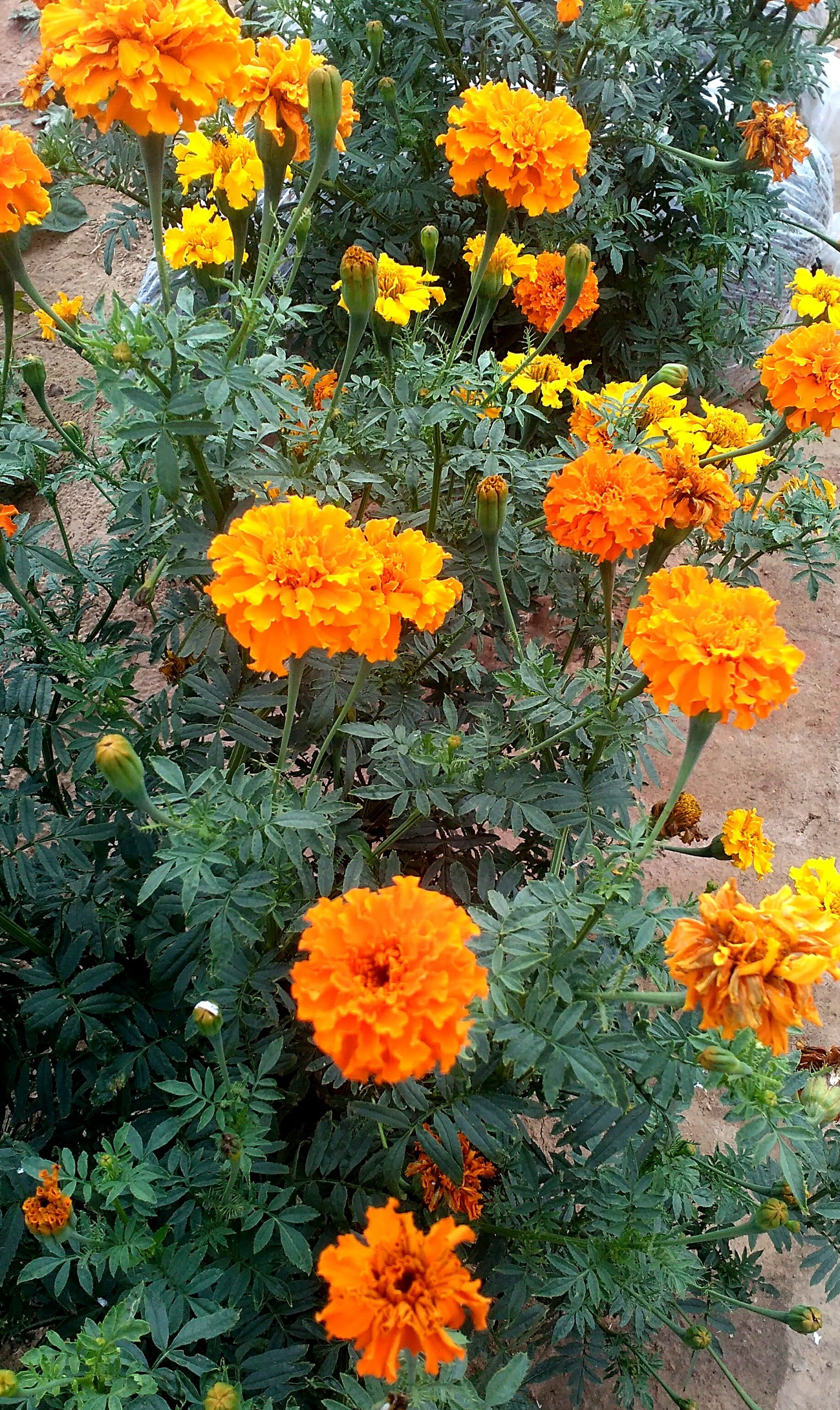 一片花海一片情万寿菊花情意深