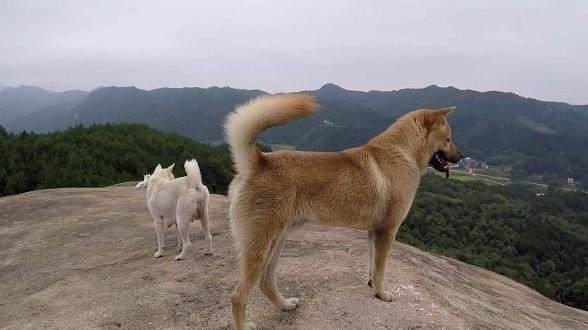 上土生土长的中华田园犬也越来越不受欢迎,在很多人眼中,它们不漂亮