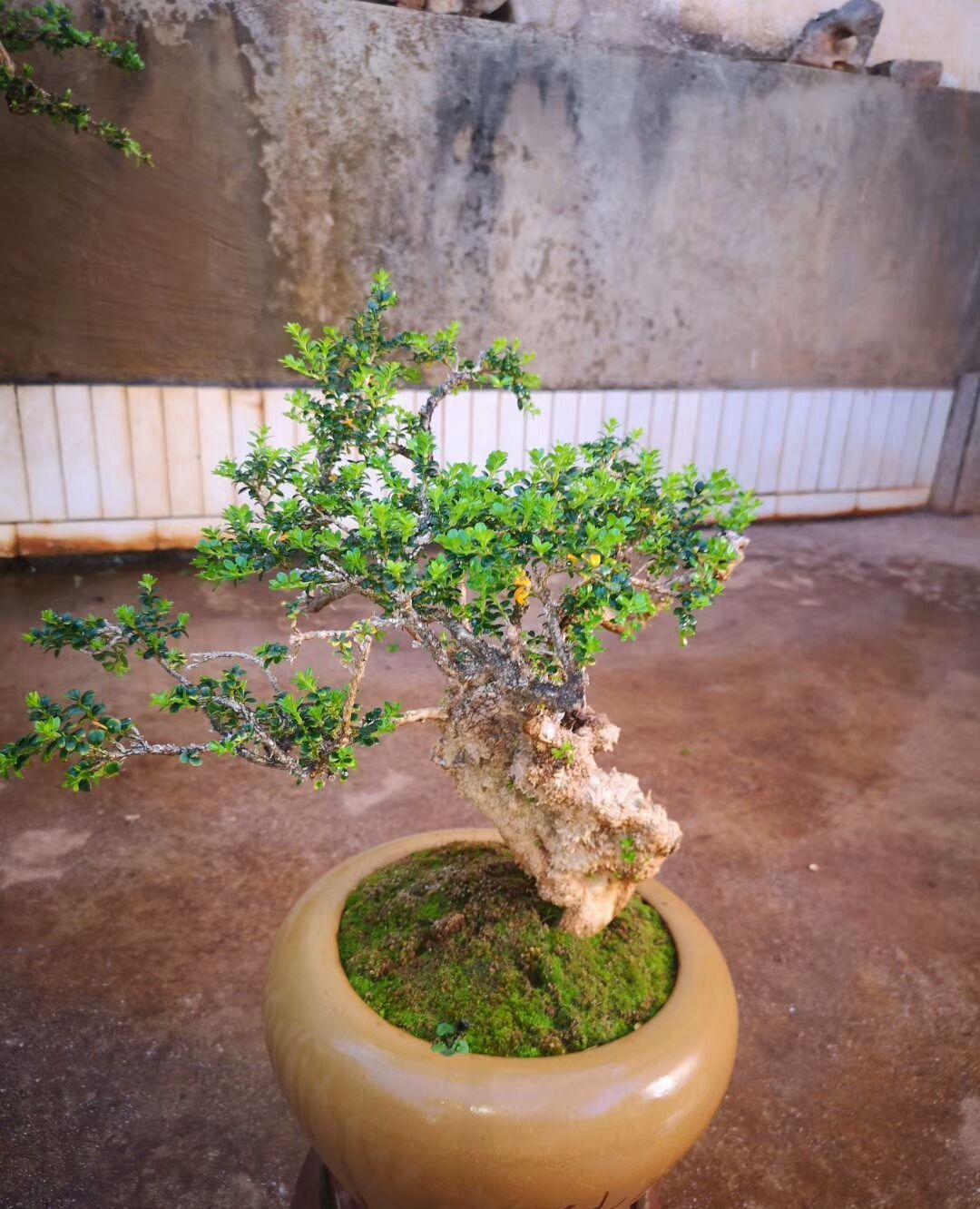 又一波黄杨精品盆栽,这样的造型超出你的想象,想拥有吗?