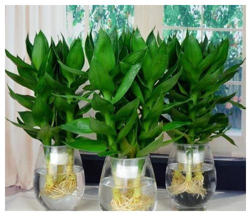 这“5种”植物，寓意“吉祥”，还能吸甲醛，家里1盆，身体更健康