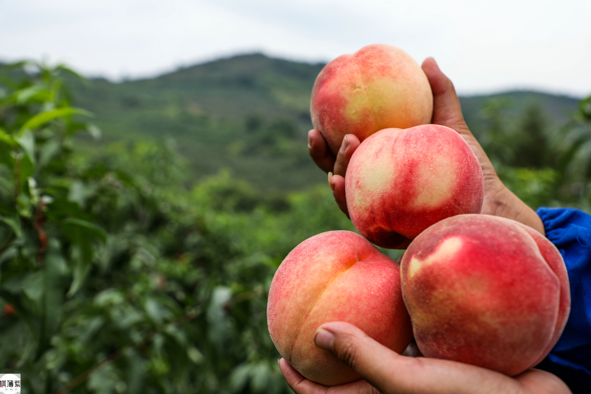 果农丰收却叫苦:近1斤重的大桃子卖不上白菜价,投入2万赔1万
