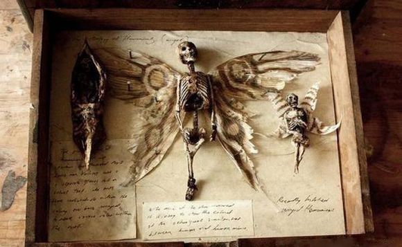 牙仙本是美国民间传说,没想到竟有科学根据「美瑞林-1」