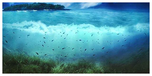 海洋|浮游生物|科学家_新浪网