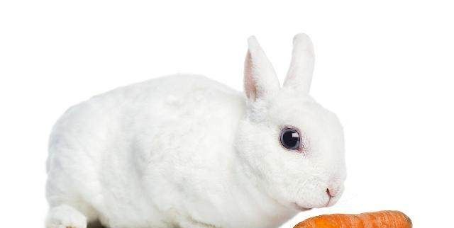 大金兔5月下旬 纳福迎祥 幸运成为最具福气之人