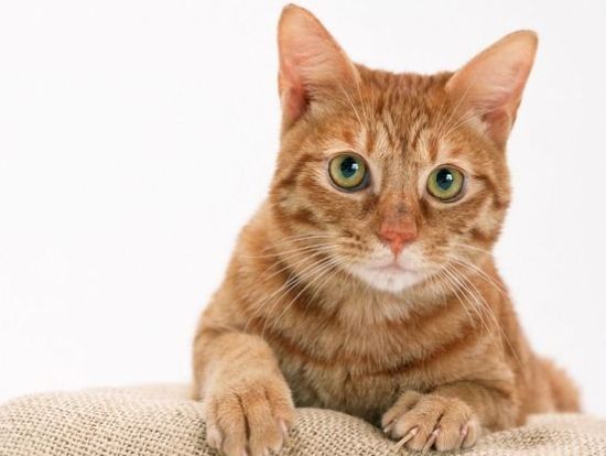 美国硬毛猫,非常活跃,身体灵活