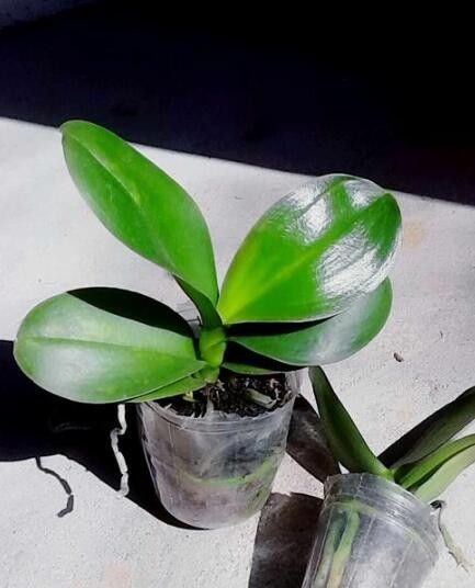 蝴蝶兰花谢后花梗别全剪留着生崽 简单的家庭繁殖蝴蝶兰方法 高清图集 新浪网 蝴蝶兰花谢后花梗别全剪留着生崽 简单的家庭繁殖蝴蝶兰方法 高清图集 新浪网