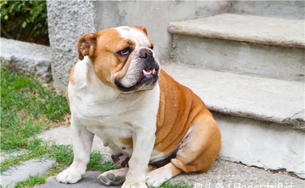 世界上最蠢的狗 英国斗牛犬榜上有名 智商令人堪忧 英国斗牛犬 巴仙吉犬 犬种 新浪新闻 世界上最蠢的狗 英国斗牛犬榜上有名 智商令人堪忧 英国斗牛犬 巴仙吉犬 犬种 新浪新闻